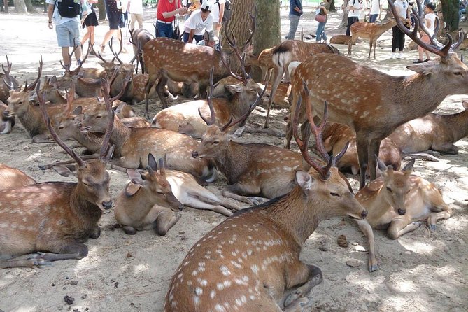 All must-sees in 3 hours - Nara Park Classic Tour! From JR Nara! - Key points before you book