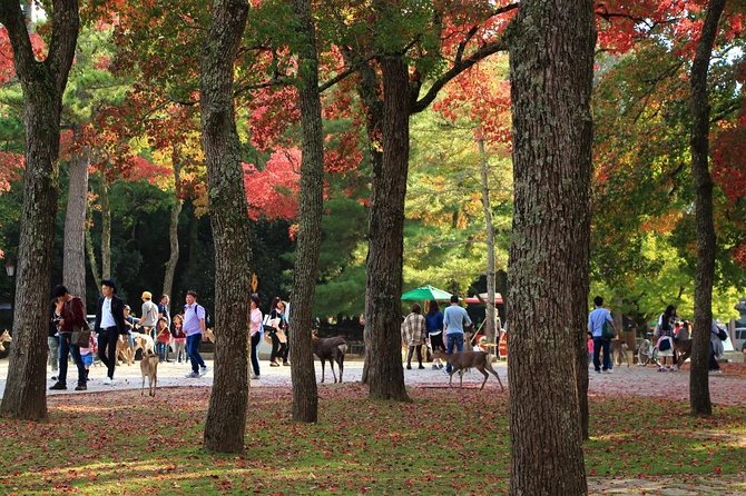 All must-sees in 3 hours - Nara Park Classic Tour! From JR Nara! - A short walk that makes Nara easier to read