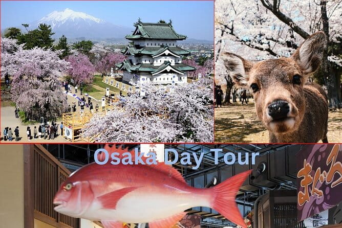 Amanohashidate & Ine Boathouse Full-Day Tour from Kyoto or Osaka - Should you book it?