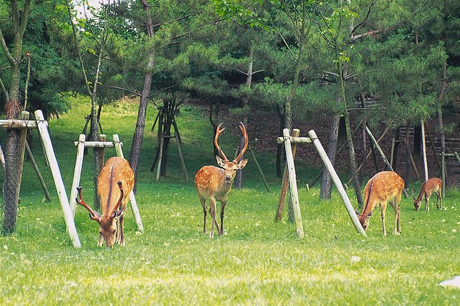 Ancient Capital Tour: Kyoto and Nara Highlights from Kyoto/Osaka - A practical way to link Kyoto and Nara