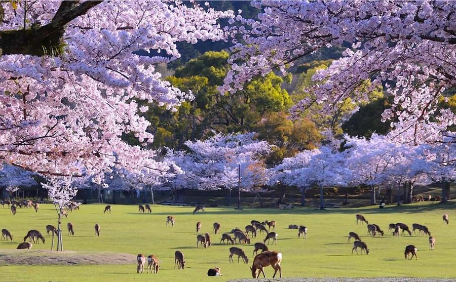 From Kyoto or Osaka: Kyoto Highlights & Nara Park Day Trip - A Kyoto and Nara day with a clear trade-off