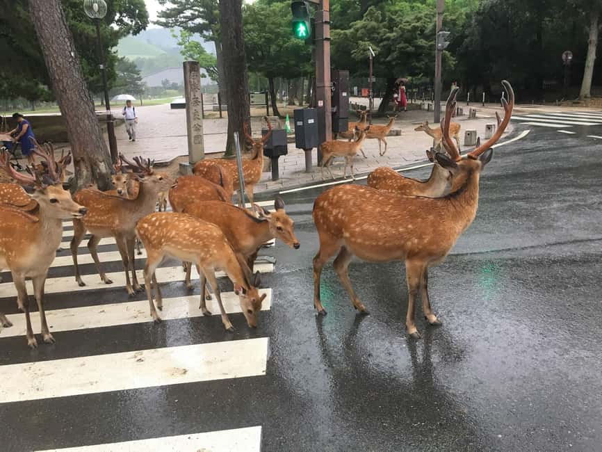 From Kyoto or Osaka: Kyoto Highlights & Nara Park Day Trip - Fushimi Inari’s red gate corridors
