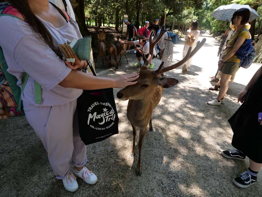 From Kyoto or Osaka: Kyoto Highlights & Nara Park Day Trip - What the route says about Kinkakuji