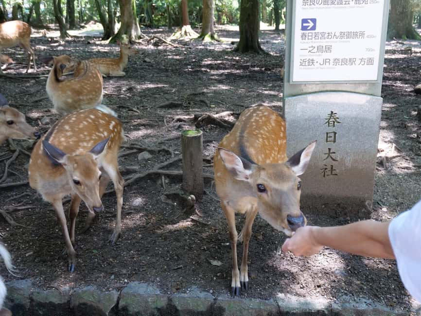 From Kyoto or Osaka: Kyoto Highlights & Nara Park Day Trip - Guide, timing and practical details