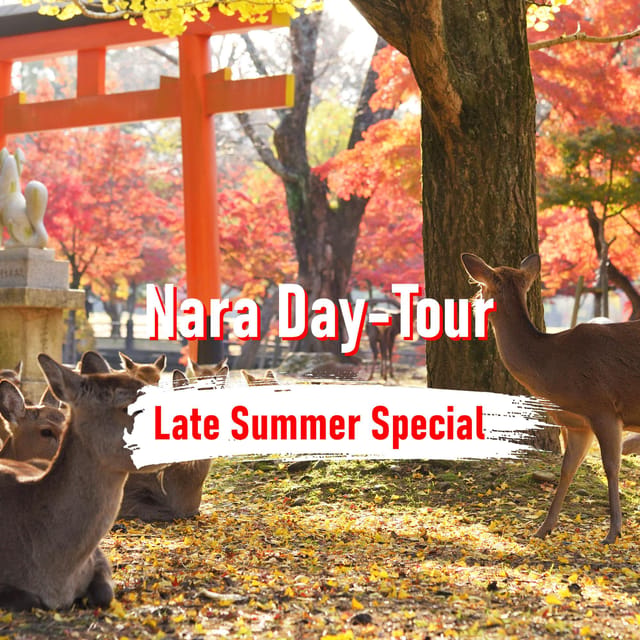 From Osaka: 10-hour Private Customized Tour to Nara - A private ride turns Nara into an easier day trip