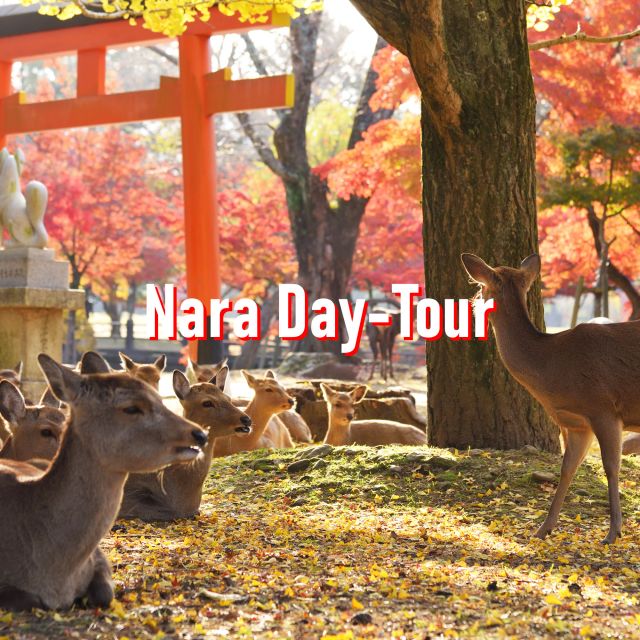 From Osaka: 10-hour Private Customized Tour to Nara - Old streets and temples call for a realistic plan