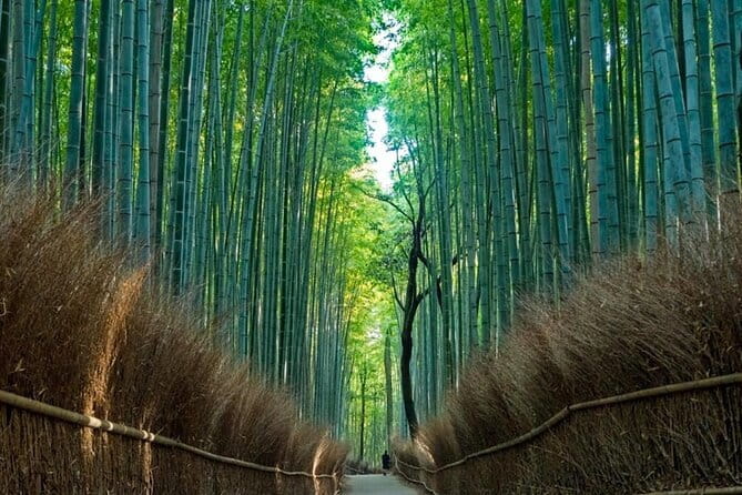 From Osaka/Kyoto: Kyoto & Nara Day Trip with Optional Lunch - The short version