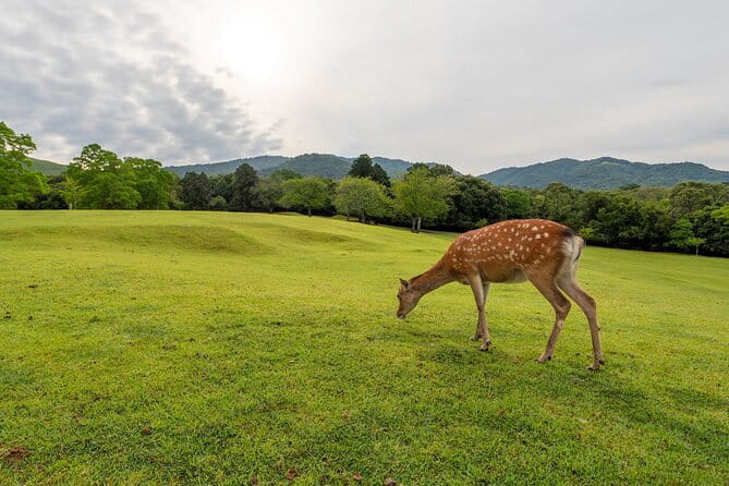 From Osaka/Kyoto: Kyoto & Nara Day Trip with Optional Lunch - Three famous sights, one full day