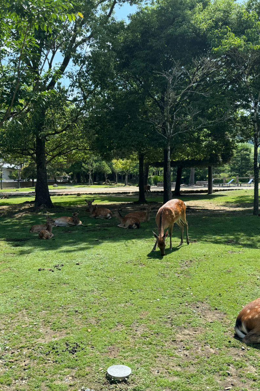 From Osaka/Kyoto: Nara One Day Private Tour - At a glance: what to know before booking