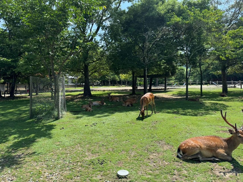 From Osaka/Kyoto: Nara One Day Private Tour - Kōfuku-ji and the Five-Story Pagoda
