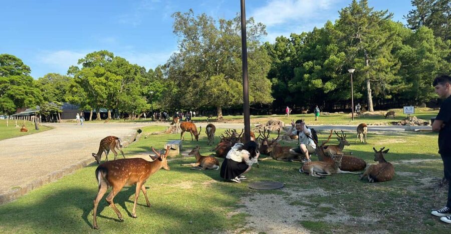From Osaka/Kyoto: Nara One Day Private Tour - Lunch, walking and the real pace of the day