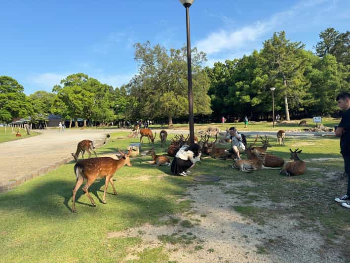From Osaka/Kyoto: Nara One Day Private Tour - Nara Park and its free-roaming deer