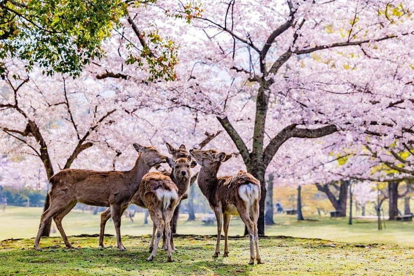 From Osaka: Nara Deer & Kyoto Kiyomizudera Sightseeing Tour - A day trip built around two very different Japans