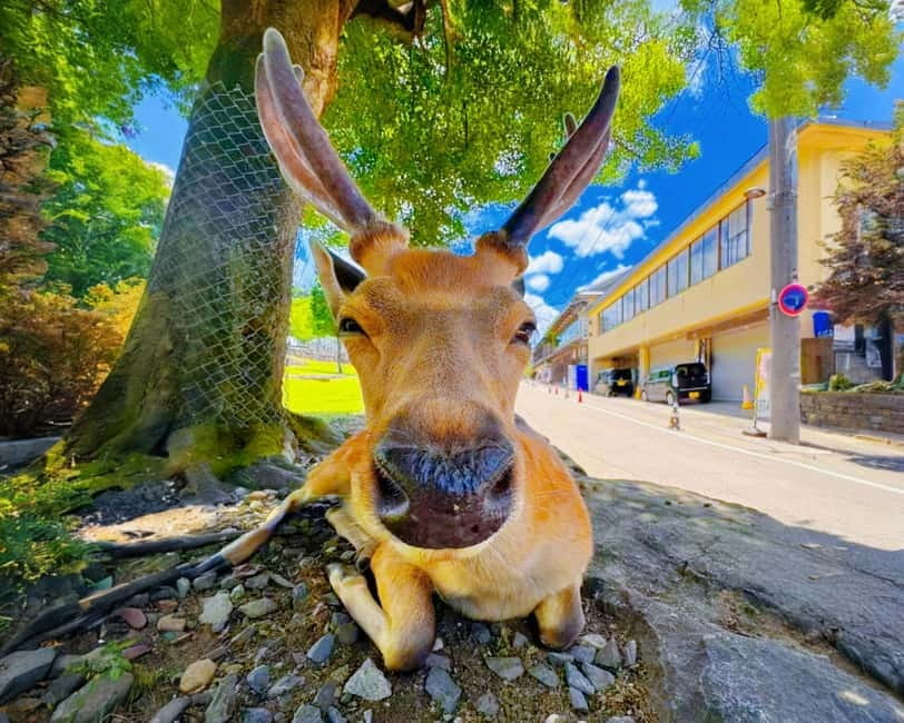 From Osaka: Nara Deer & Kyoto Kiyomizudera Sightseeing Tour - Meeting in Osaka and keeping the day on track