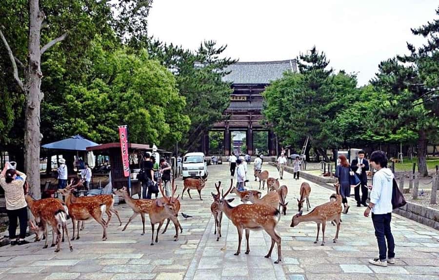 From Osaka: Nara, Kiyomizu-dera & Fushimi Inari Trip - The day’s highlights