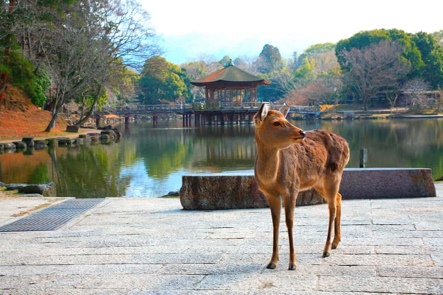 From Osaka: Nara, Kiyomizu-dera & Fushimi Inari Trip - A three-stop day from Osaka