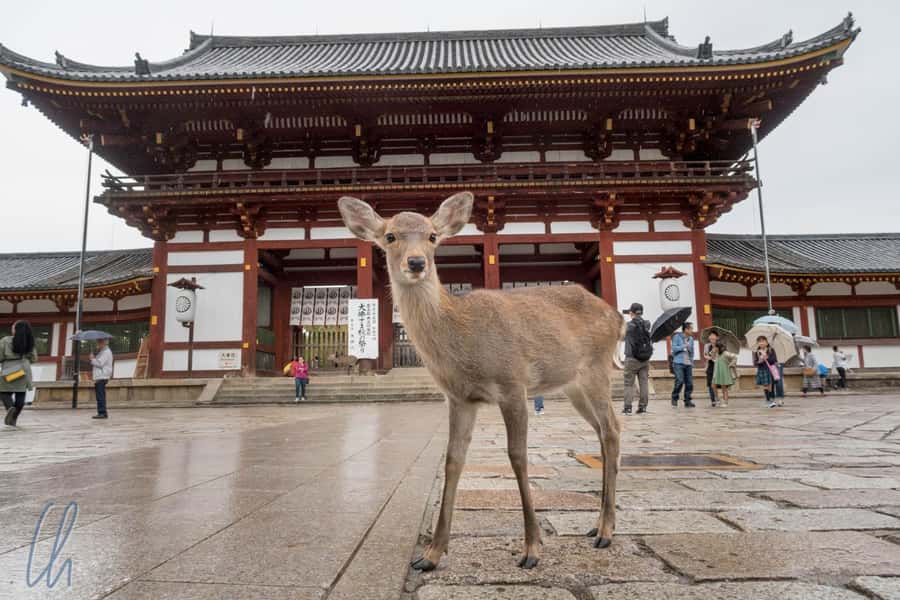 From Osaka: Nara, Kiyomizu-dera & Fushimi Inari Trip - Nara Park and its free-roaming deer