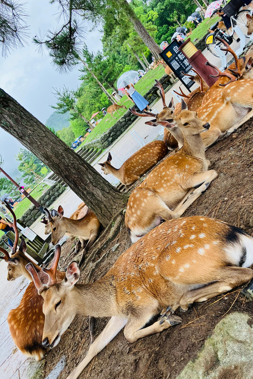 From Osaka: Nara Private Tour with Meet-Up at Your Hotel - A smooth introduction to Nara