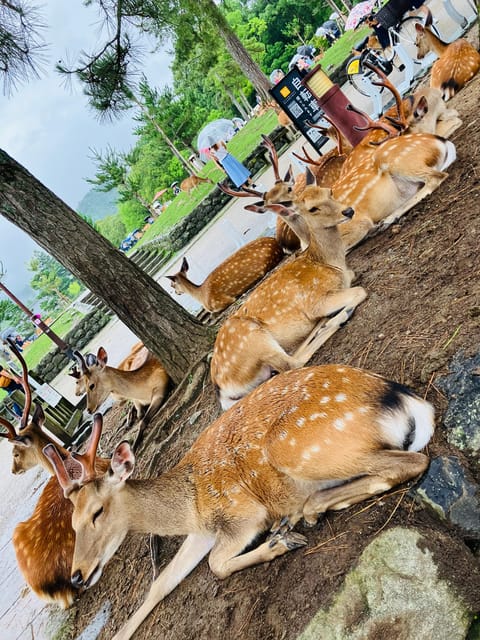 From Osaka: Nara Private Tour with Meet-Up at Your Hotel - Lunch, then Himuro Shrine