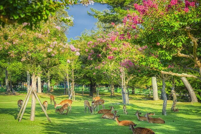 From Osaka or Kyoto: Kyoto and Nara 1-Day Bus Tour - Four headline sights, one long day
