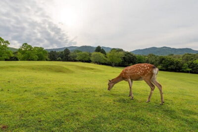 Kyoto and Nara 1-Day Bus Tour