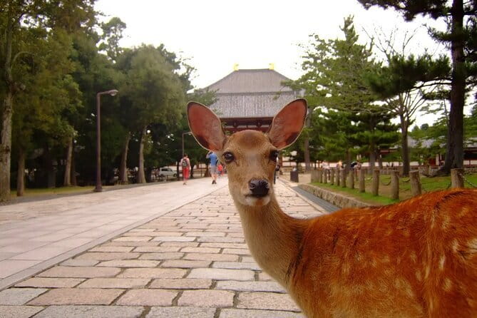 From Osaka or Kyoto: Kyoto and Nara 1-Day Bus Tour - Kinkaku-ji’s gold and gardens