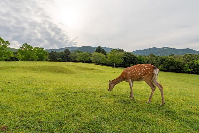 From Osaka or Kyoto: Kyoto and Nara 1-Day Bus Tour - Nara Park and the Great Buddha