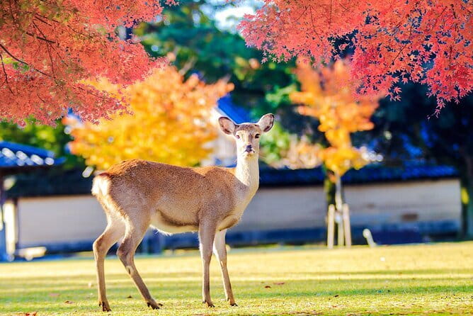 Kyoto and Nara UNESCO Highlights Full-day Tour From Osaka - The $62.75 fare and the real day’s cost
