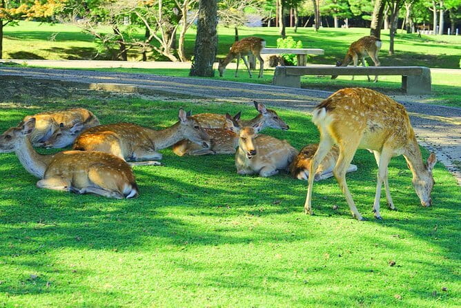 Kyoto and Nara UNESCO Highlights Full-day Tour From Osaka - Nara Park and the deer