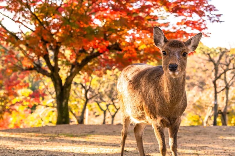 Kyoto/Osaka: Kinkakuji, Bamboo Forest, and Nara Deer Park - Arashiyama’s bamboo path and river views