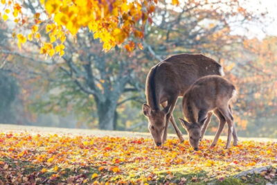 Kinkakuji, Bamboo Forest, and Nara Deer Park