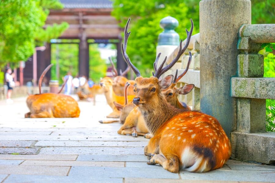 Kyoto/Osaka: Kinkakuji, Bamboo Forest, and Nara Deer Park - Pace, comfort, and practical details
