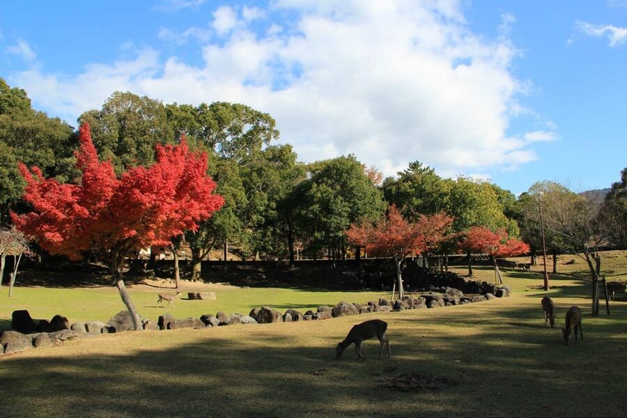 Kyoto/Osaka: Nara Customizable Self-Guided Tour with Driver - The useful details at a glance