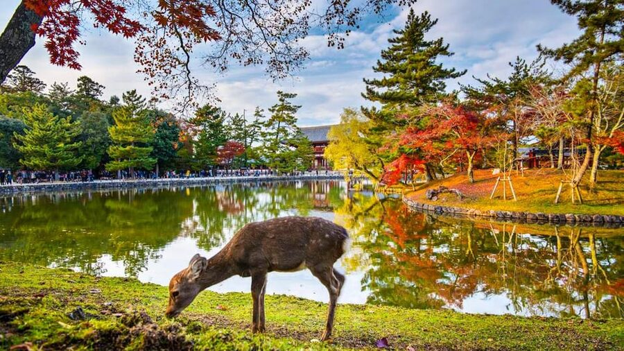 Kyoto/Osaka: Nara Customizable Self-Guided Tour with Driver - Nara Park: time with the deer