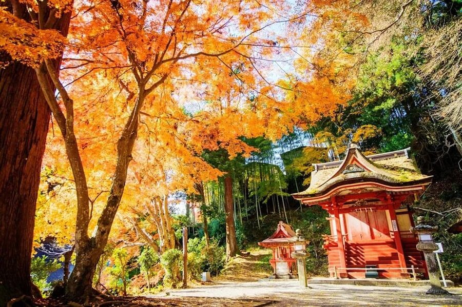 Kyoto/Osaka: Nara Customizable Self-Guided Tour with Driver - What the $509 price buys