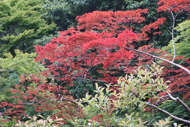 Minoh Waterfall and nature walk through the Minoh Park - From Osaka Station to Minoh Station