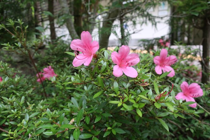 Minoh Waterfall and nature walk through the Minoh Park - What to know before you book