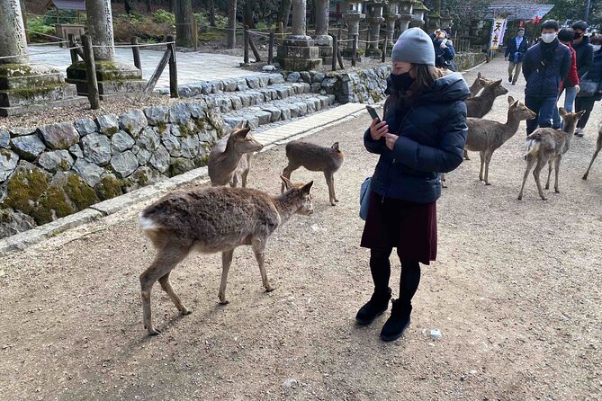Nara 6hr Private Tour with Government-Licensed Guide - The guide is the main reason to book