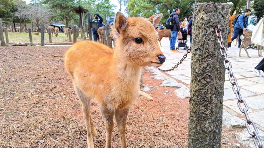 Nara: City Highlights Shared Group or Private Bike Tour - What the $70 Price Includes