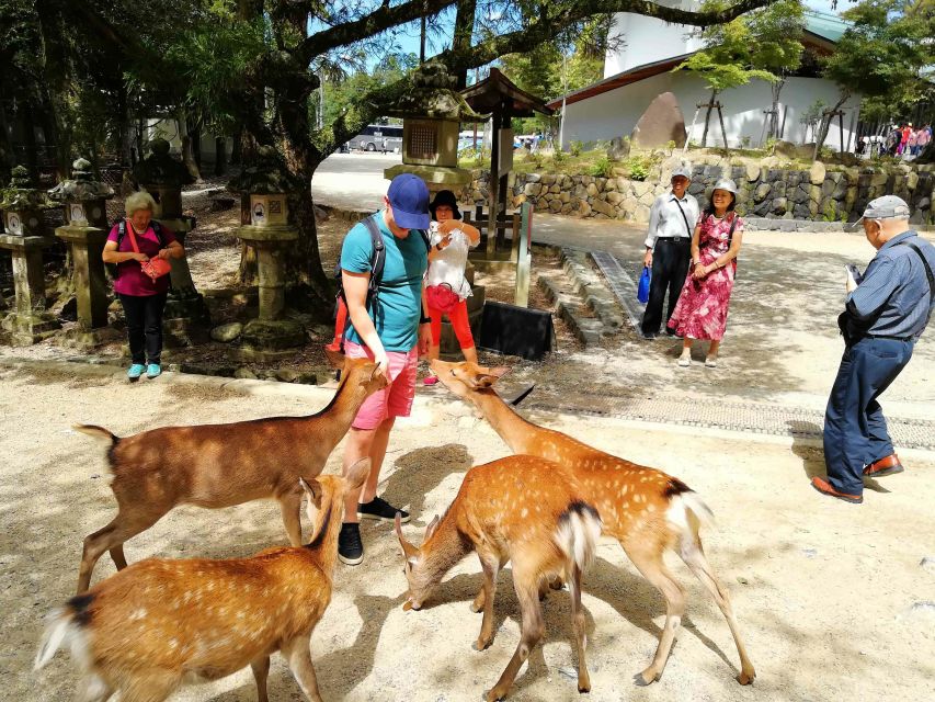Nara: City Highlights Shared Group or Private Bike Tour - Weather, Booking and Who Should Go