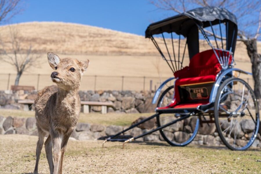 Nara: Cultural Heritage Tour by Rickshaw - Choose the route that fits your Nara day