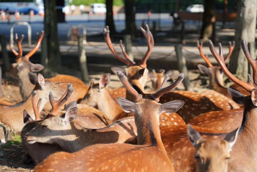 Nara Early Bird Tour (Kyoto Departure Option Available) - Kofuku-ji and Nara’s temple quarter