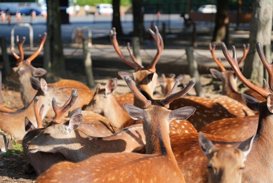Nara Early Bird Tour (Kyoto Departure Option Available) - Is $88 good value?