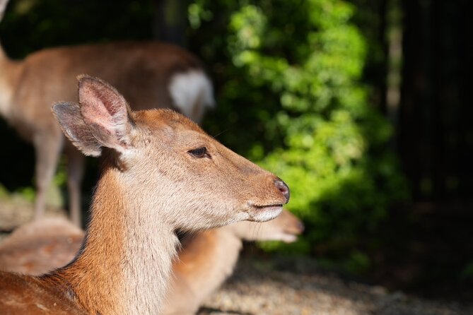 Nara Early Morning Tour (Kyoto or Osaka Departure Available) - Todaiji: face-to-face with the Great Buddha