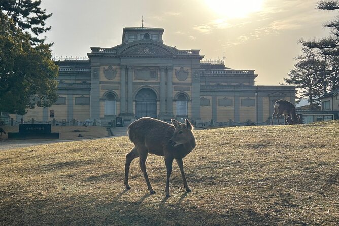 Nara Early Morning Tour (Kyoto or Osaka Departure Available) - What the group size and guide add