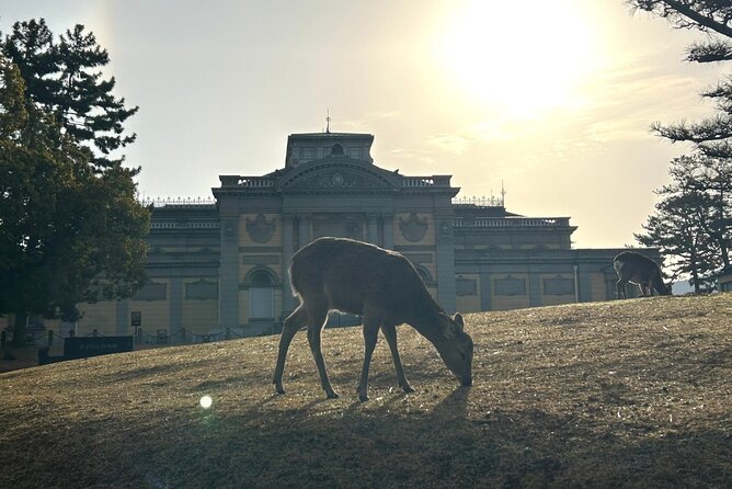 Nara Early Morning Tour (Kyoto or Osaka Departure Available) - Walking, transport, and the real cost