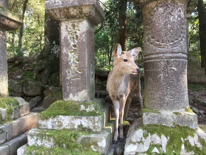 Nara: Full-Day Private Guided Tour - Kōfuku-ji rounds out the route