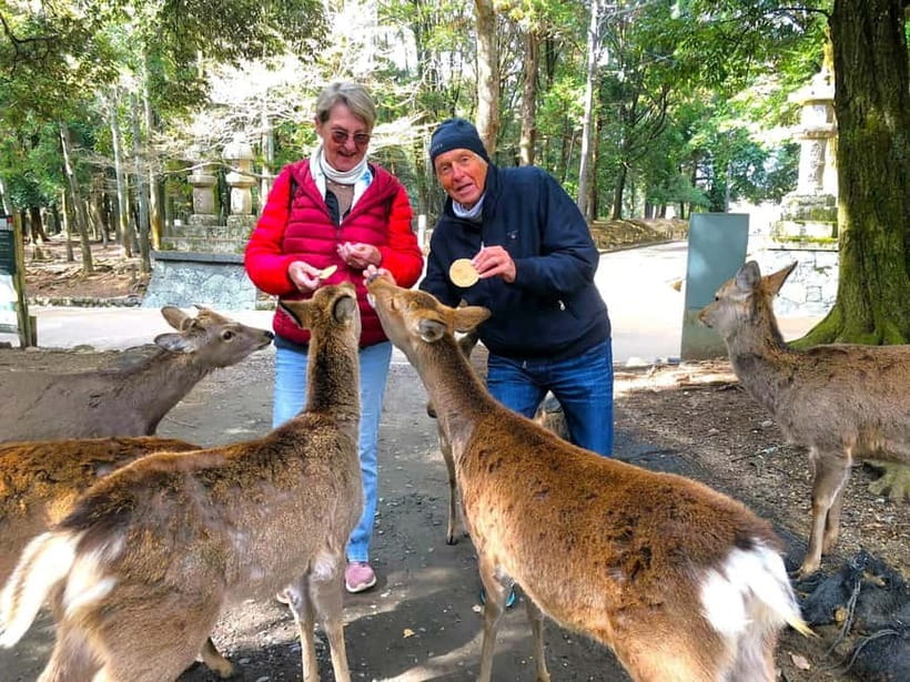 Nara: Great Buddha, Kasuga Shrine & Deer Park Tour - What to know before you book
