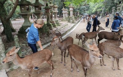 Great Buddha, Kasuga Shrine & Deer Park Tour