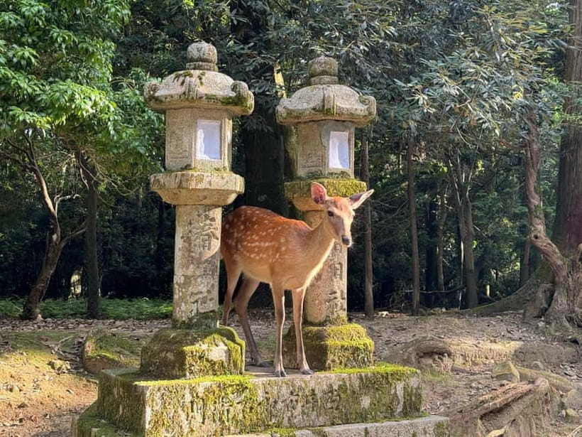 Nara: Great Buddha, Kasuga Shrine & Deer Park Tour - Todai-ji and the Great Buddha Hall